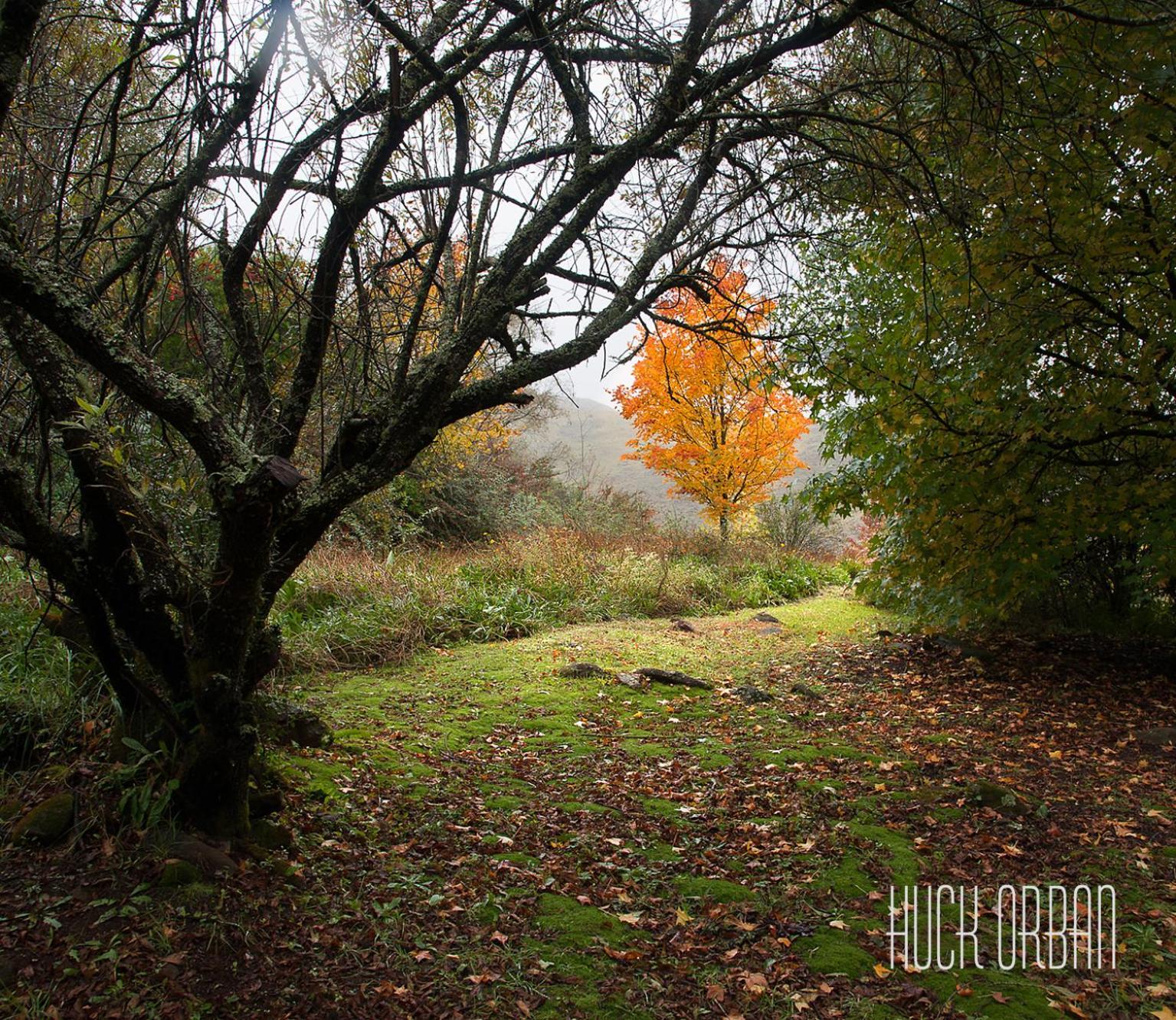 Birches Cottage & The Willows Garden Room Андерберґ Екстер'єр фото